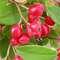 Bare root weeping cotoneaster