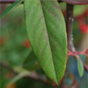 Bare root weeping cotoneaster