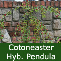 Bare root Weeping Cotoneaster Tree (Cotoneaster Hybridus Pendulus) 125-200cm+, SMALL + HARDY +  EVERGREEN + PLANT ANYWHERE + DROUGHT TOLERANT + COAST **FREE UK MAINLAND DELIVERY + FREE 100% TREE WARRANTY**