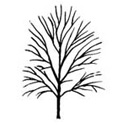 Cornubia Cotoneaster Tree EVERGREEN + AWARD + DROUGHT RESISTANT + SMALL + COAST **FREE UK MAINLAND DELIVERY + FREE 100% TREE WARRANTY**