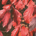 Bare Root Crab Apple Evelyn (4) FRAGRANT FLOWERS + PURPLE LEAVES **FREE UK MAINLAND DELIVERY + FREE 100% TREE WARRANTY**