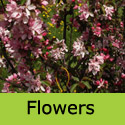 Malus Red Obelisk Crab Apple Tree Flowers