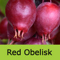 Red Obelisk Crab Apple Tree Fruits