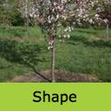 Malus Red Obelisk Crab Apple Tree Shape