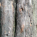 Bare root Hawthorn Crataegus Pauls Scarlet bark