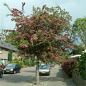 Bare root Hawthorn Crataegus Pauls Scarlet full size tree