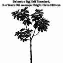 Dalmatie Fig Tree Half Standard