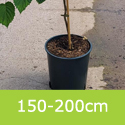 Pocket Handkerchief Tree Davidia Involucrata 12L