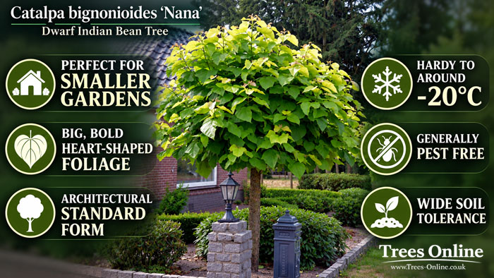 Catalpa bignonioides 'Nana' - Dwarf Indian Bean Tree