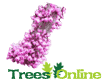 Eastern Redbud Trees