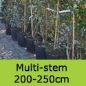 Eucalyptus Gunnii Multi Stem 200-250cm tall