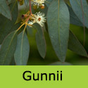 Cider Gum Tree Eucalyptus Gunnii **FREE UK MAINLAND DELIVERY + FREE 100% TREE WARRANTY**
