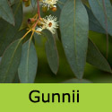 Eucalyptus Gunnii