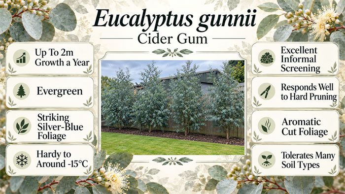 Eucalyptus gunnii - Cider Gum