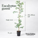 Eucalyptus Gunnii single stem 150-200cm tall and 7 L pot
