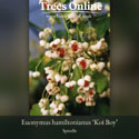 Koi Boy Spindle Tree – Euonymus hamiltonianus Koi Boy