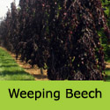 Weeping Copper or Purple Beech tree