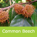 common beech Fagus Sylvatica fruits
