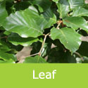 common beech Fagus Sylvatica leaf