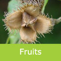 common beech Fagus Sylvatica fruits