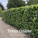 Oriental Beech Hedge Plants – Fagus orientalis Saplings