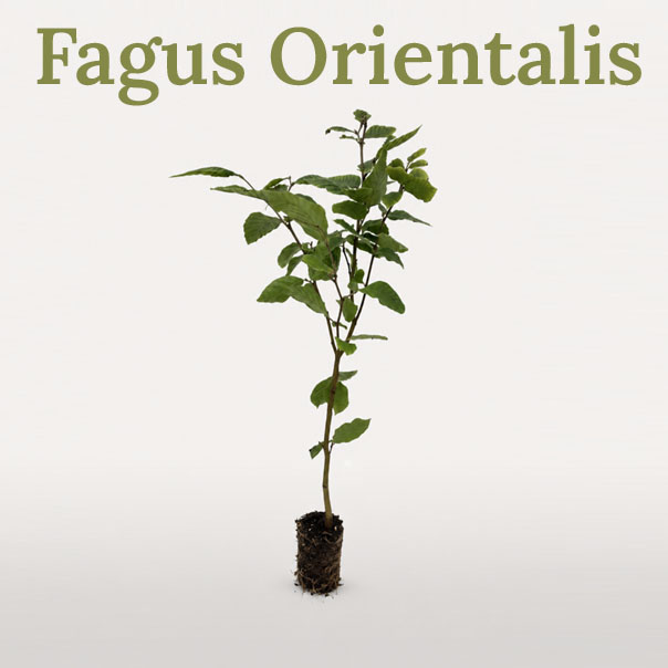 Oriental Beech Hedge Plants – Fagus orientalis Saplings