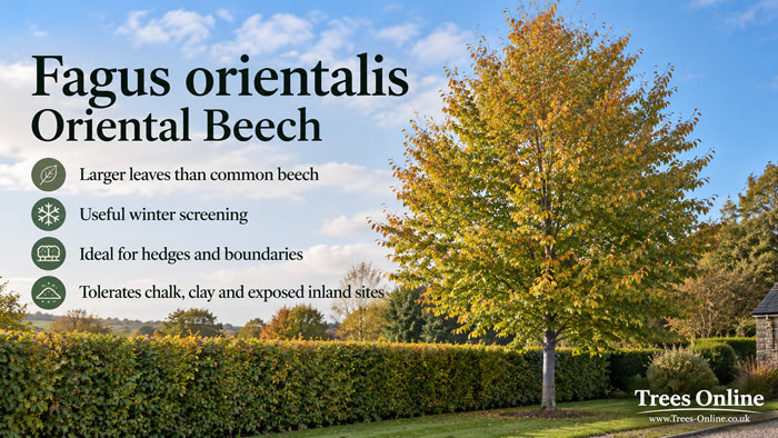 Fagus orientalis Oriental Beech
