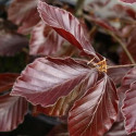 Riversii Purple Beech Tree, Fagus sylvatica Riversii AWARD + EXPOSED + DARK PURPLE FOLIAGE **PRICE INCLUDES FREE UK MAINLAND DELIVERY**