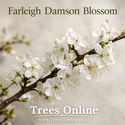 Farleigh damson tree blossoms