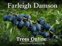 Farleigh damson tree fruits on the branch