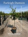 Farleigh damson tree height at delivery