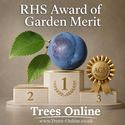 Farleigh damson tree RHS Award of Garden Merit