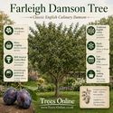 Farleigh damson tree all sales benefits