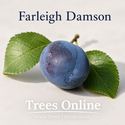 Farleigh Damson Tree