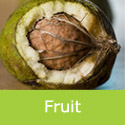 Fernor Walnut Fruits In Their Husk