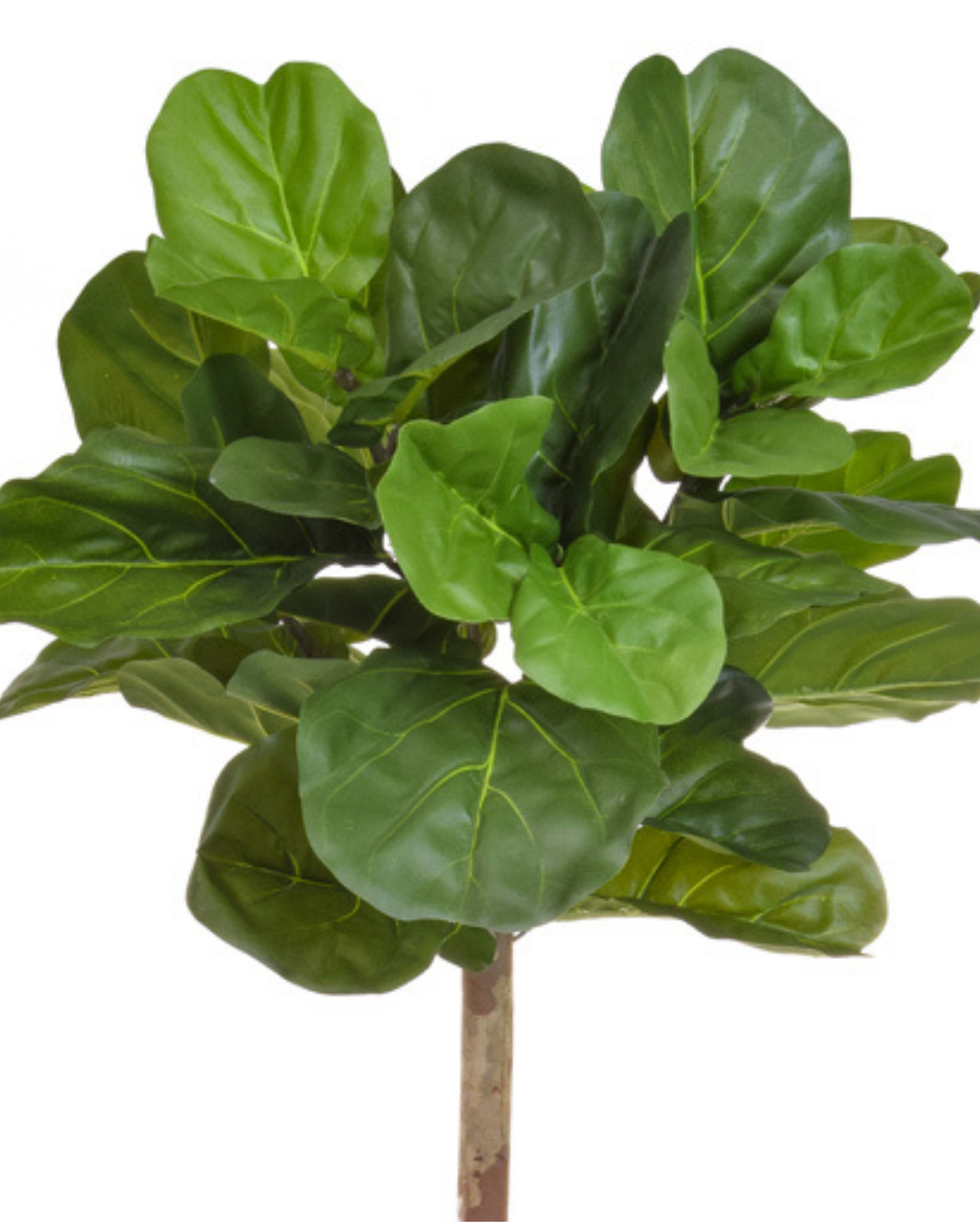 Buy our Artificial Fiddle Leaf Fig Tree Clear Stem 170cm Superior