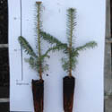 Fraser Fir Tree (Abies fraserii) 15-30cm trees, EVERGREEN **FREE UK MAINLAND DELIVERY + FREE 100% TREE WARRANTY**