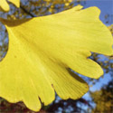 Maidenhair Tree Ginkgo Biloba Leaf