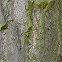 Maidenhair Tree Ginkgo Biloba Bark