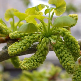 Maidenhair Tree Ginkgo Biloba Catkins