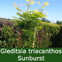 Gleditsia Triacanthos Sunburst Golden Honey Locust Tree AWARD + DROUGHT TOLERANT **FREE UK MAINLAND DELIVERY + FREE 100% TREE WARRANTY**