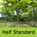 Golden Indian Bean Tree Half Standard