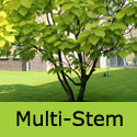 Golden Indian Bean Tree Multi-stem