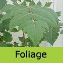 7 Litre Golden Indian Rain Tree Foliage