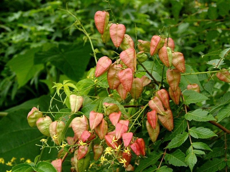 Buy Pride of India Tree or Golden Rain Tree online from UK supplier of
