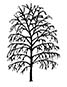 Koelreuteria Paniculata Pride Of India tree or Golden Rain tree outline shape