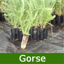 DELIVERED SEPTEMBER 2024 Gorse Shrub (Ulex europeaus) 15-30cm **FREE UK MAINLAND DELIVERY + FREE 100% TREE WARRANTY**