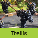 Mature Regent black eating grape grown on a trellis