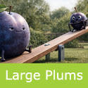 Haganta large plums