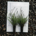 Scotch Heather Shrubs (Calluna vulgaris) 10 - 20cm Shrubs**FREE UK MAINLAND DELIVERY + FREE 100% TREE WARRANTY**